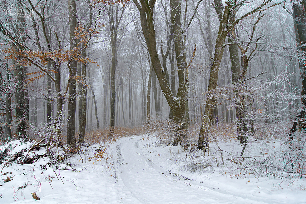 Rauhnacht 10 Foto & Bild | winter, nebel, nebelwald Bilder auf