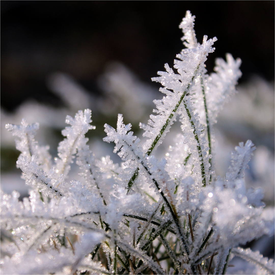 Rauhreif Foto &amp; Bild | winter, natur, frost Bilder auf fotocommunity
