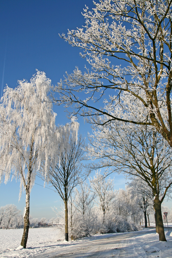 Rauhreif am Niederrhein 02