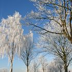 Rauhreif am Niederrhein 02