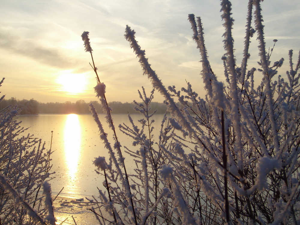 Rauhreif am See