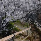 Rauhreif am Waldstein