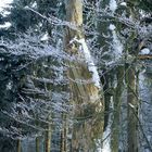 Rauhreif am Waldstein