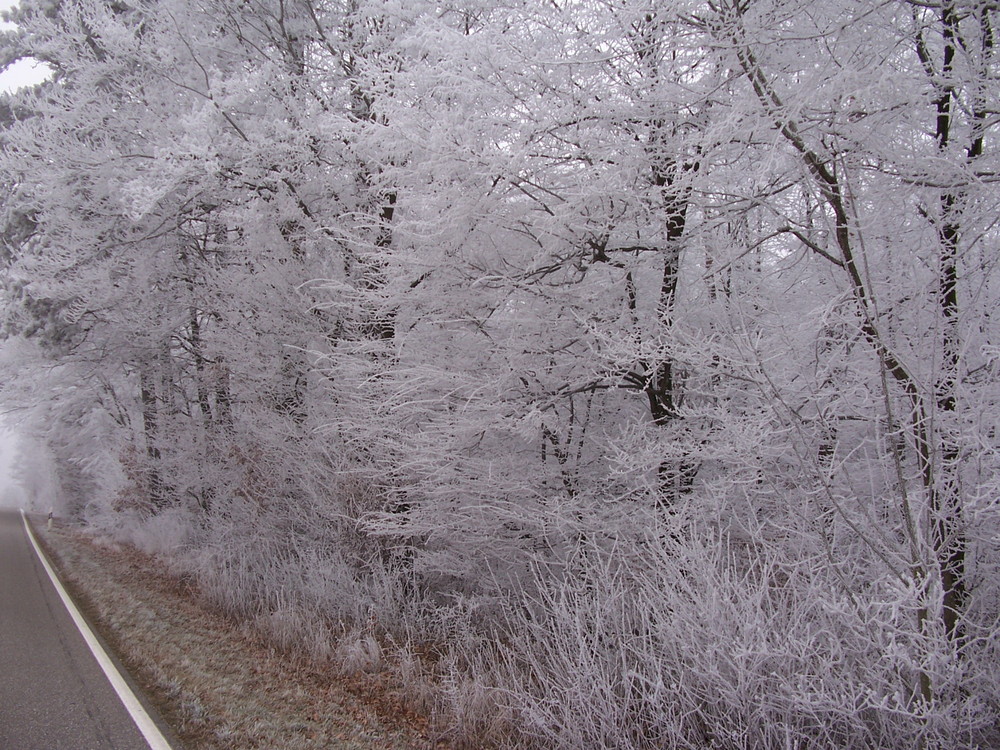 Rauhreif an der Straße