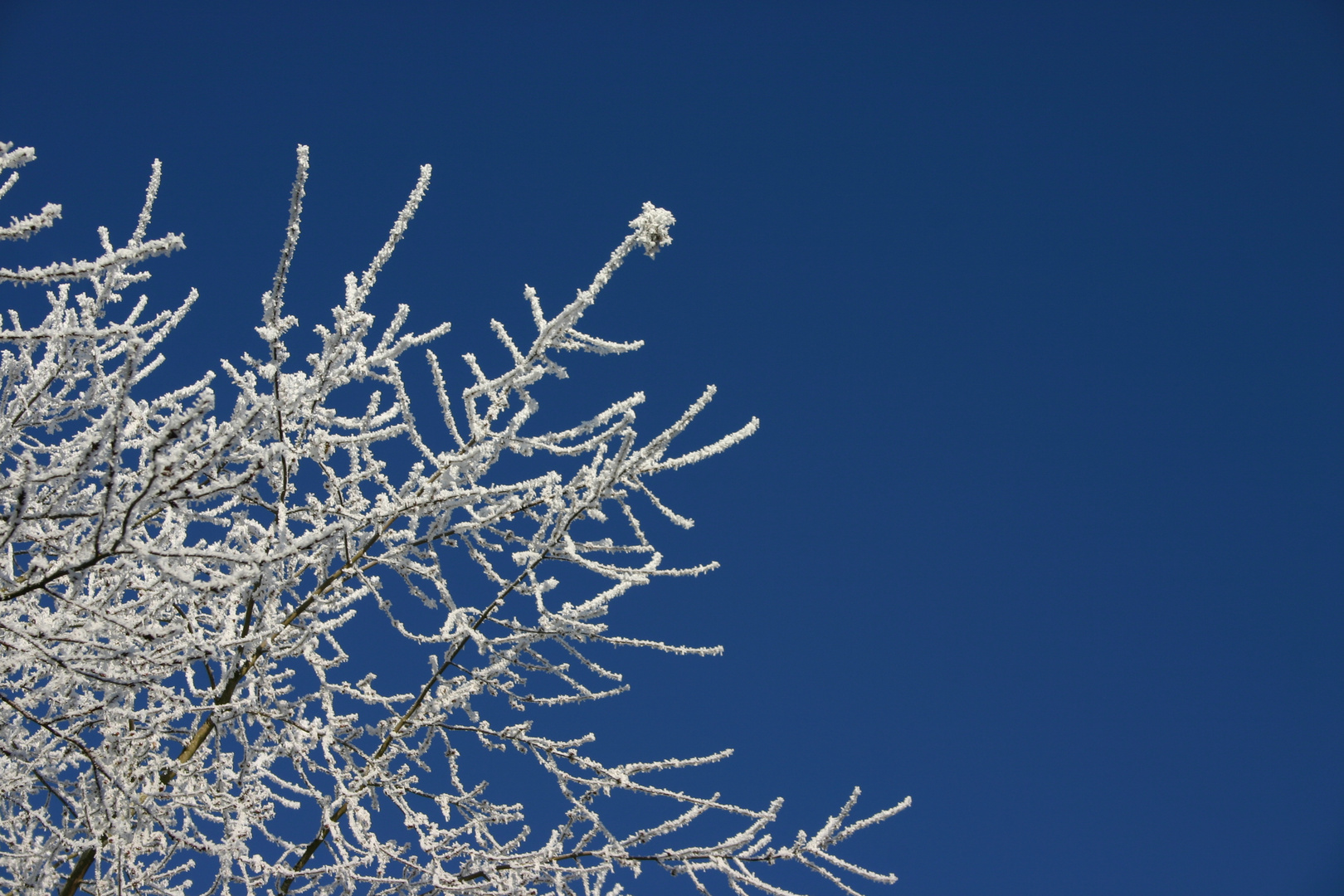 Rauhreif auf blauem Himmel