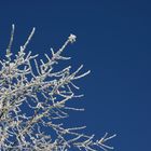 Rauhreif auf blauem Himmel