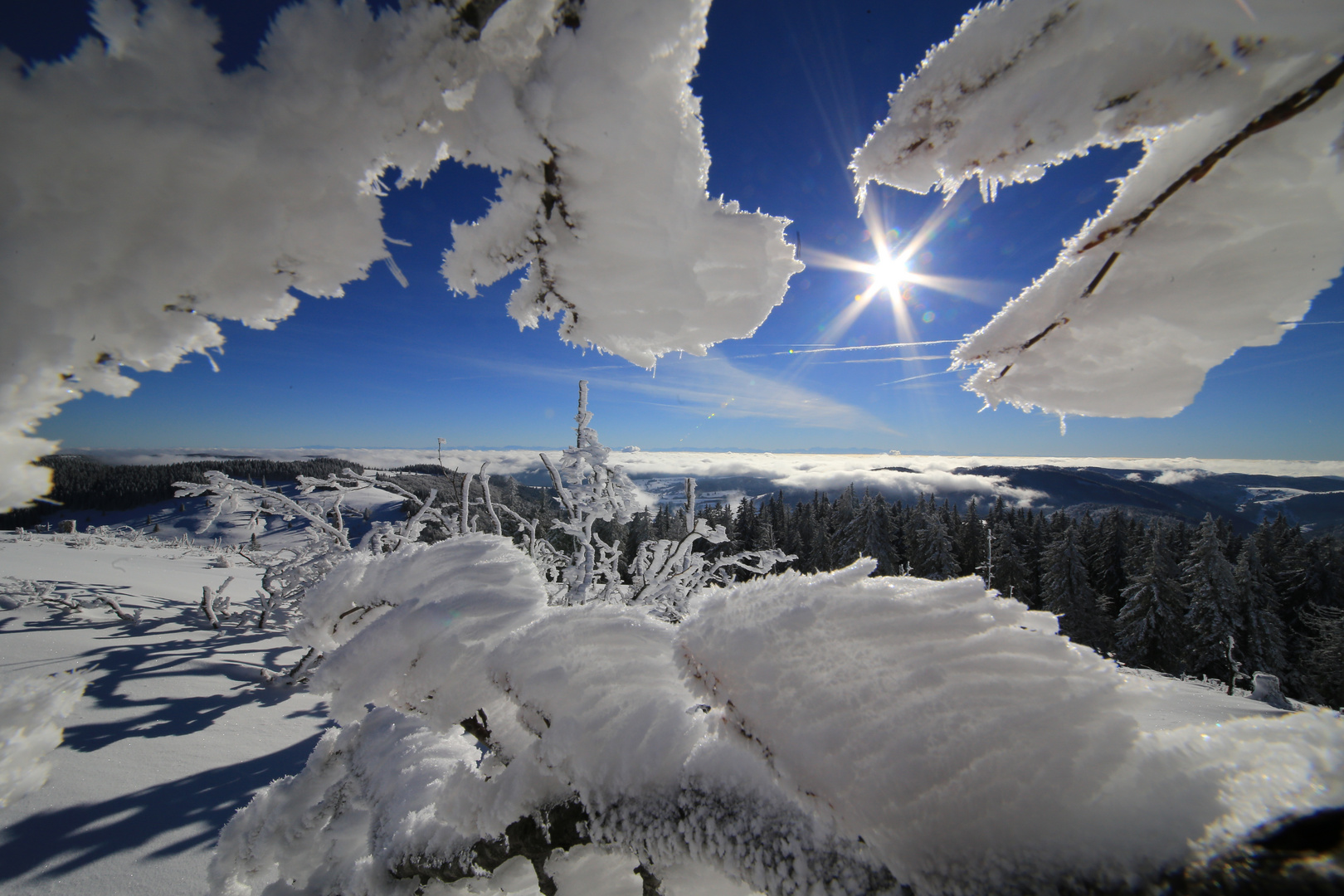 Rauhreif auf dem Herzogenhorn im Schwarzwald