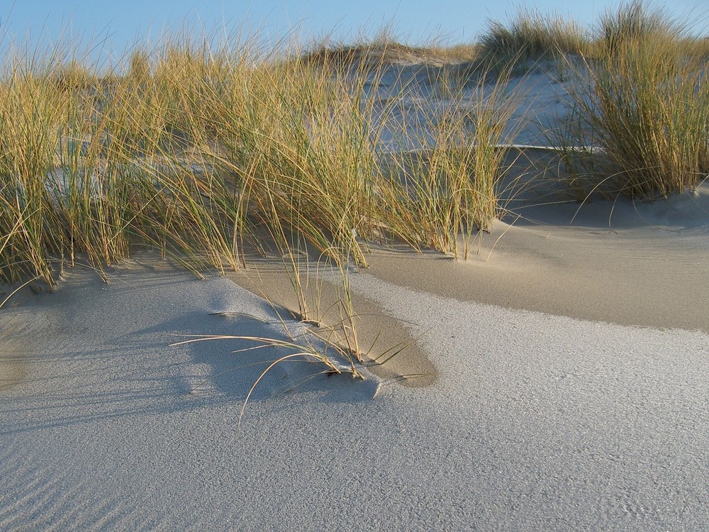 Rauhreif auf der Düne