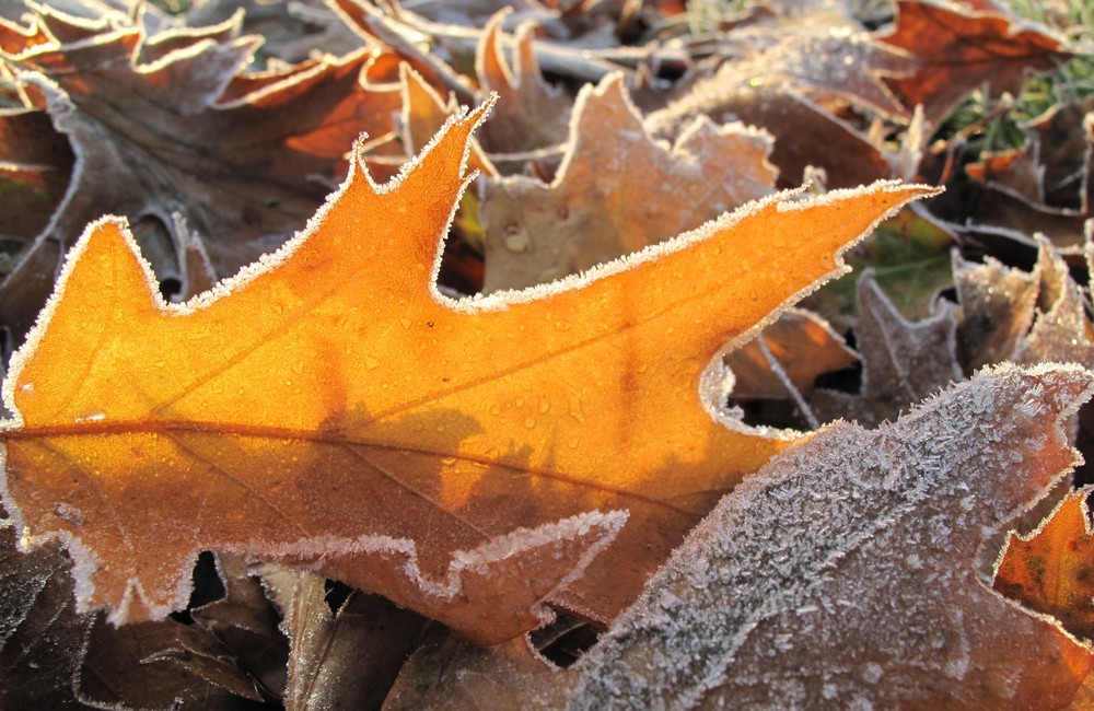 Rauhreif auf Herbstlaub