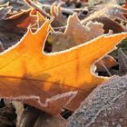 Rauhreif auf Herbstlaub