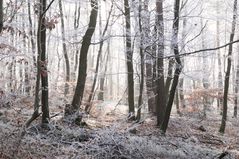 Rauhreif bei Kirchheimbolanden 03