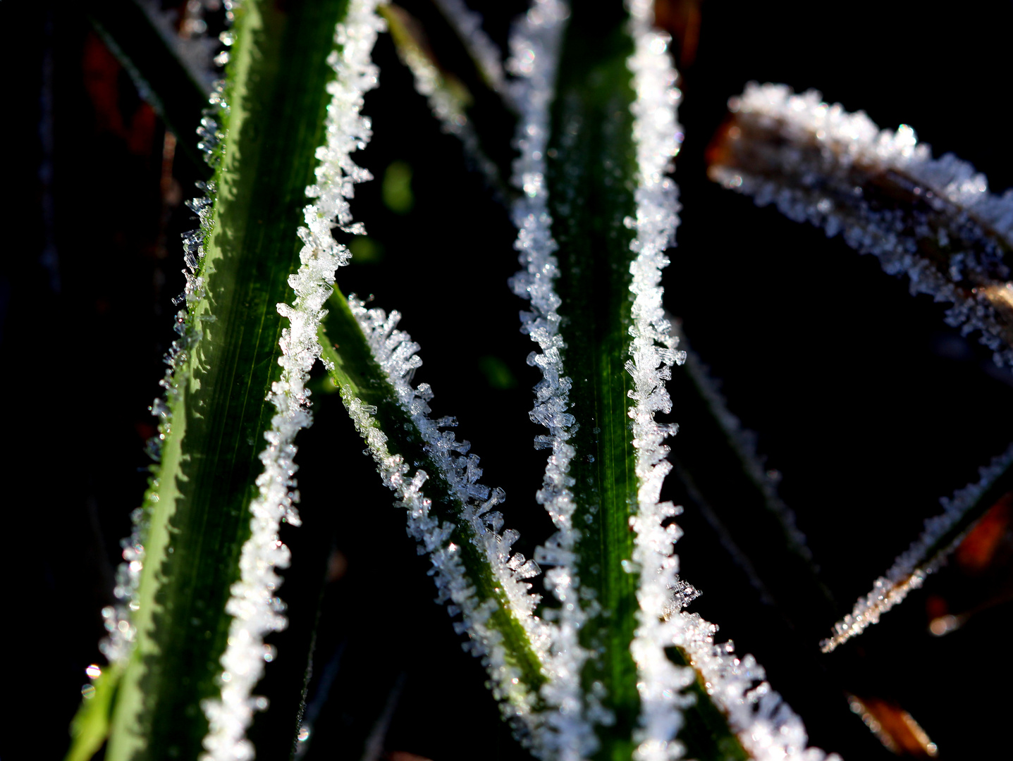 Rauhreif: endlich ist der Winter da