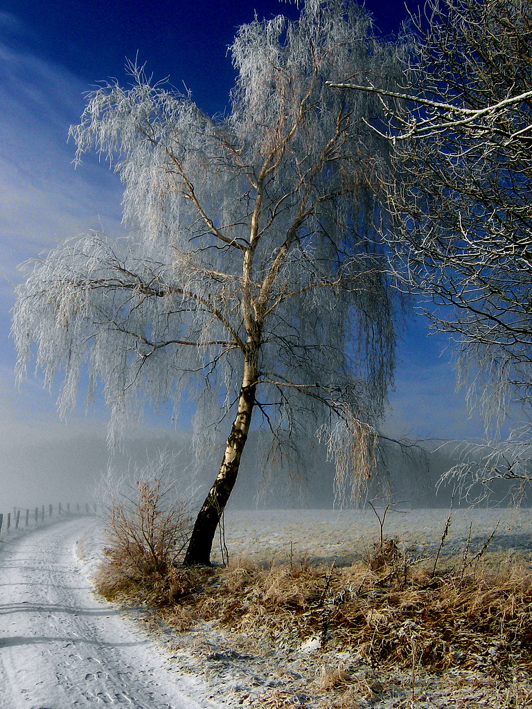 Rauhreif im (Boden)- Nebel