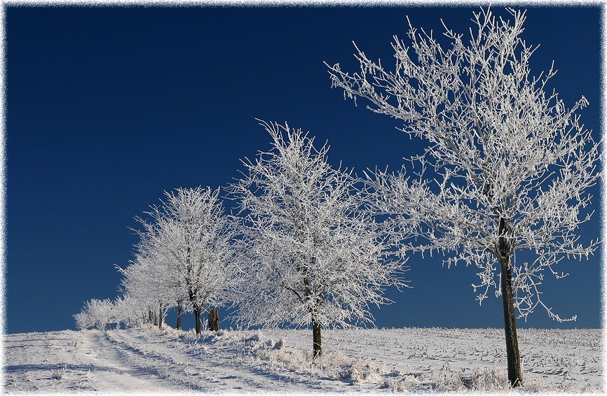 Rauhreif im Erzgebirge