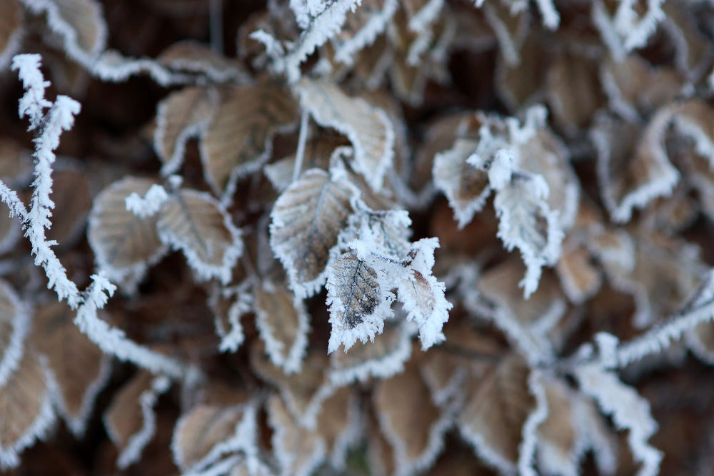 Rauhreif im Herbst