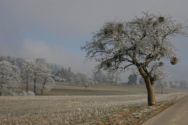 Rauhreif im Senseland (Schweiz)