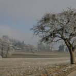 Rauhreif im Senseland (Schweiz)