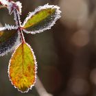 Rauhreif im Sonnenlicht