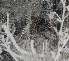 Rauhreif im Wald