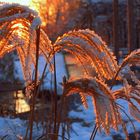 Rauhreif in der Abendsonne