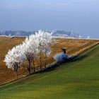 Rauhreif in der Hallertau - Dezember 2006