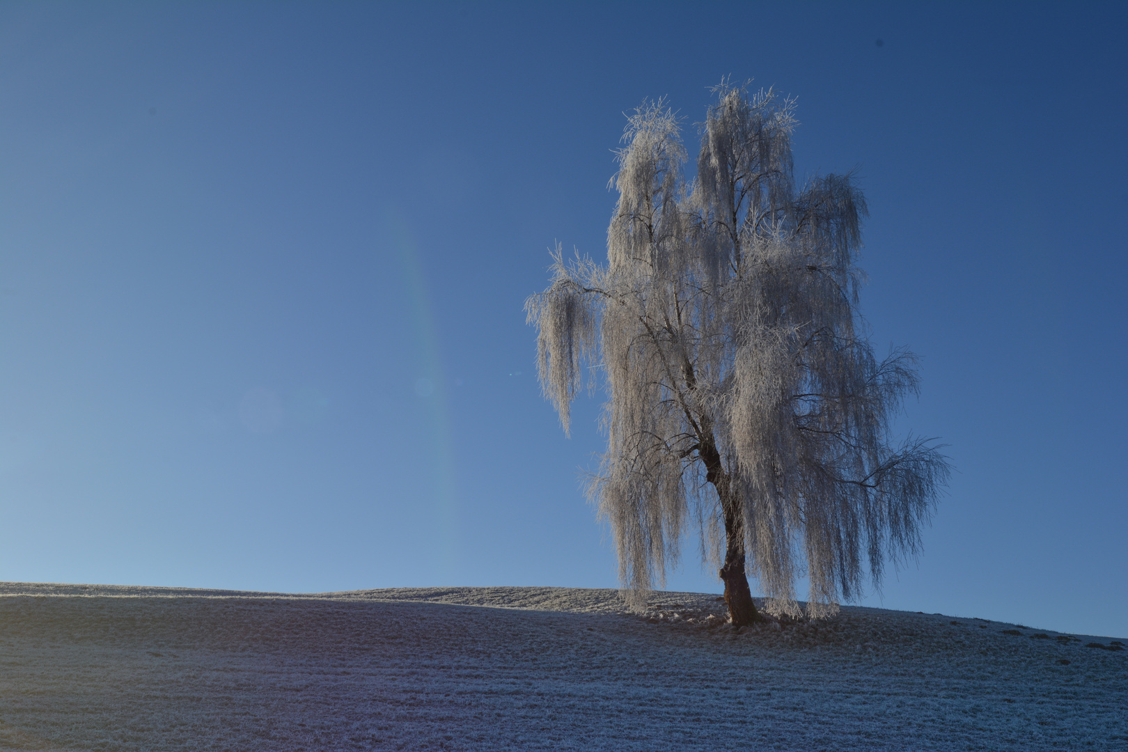 Rauhreif in der Sonne...