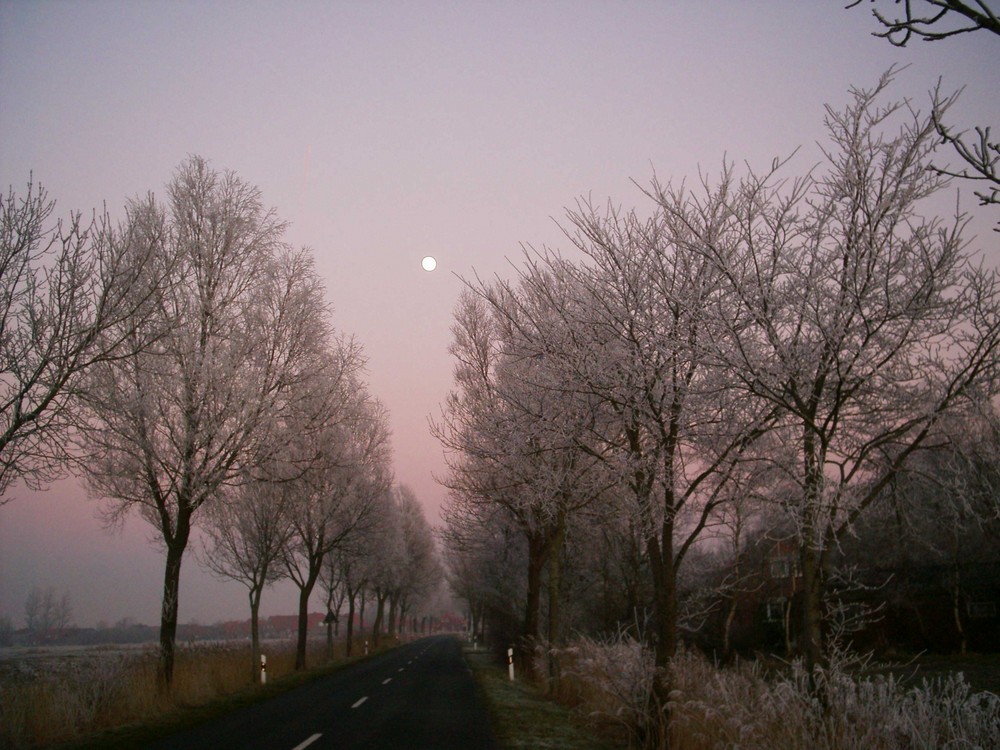 Rauhreif in Ostfriesland