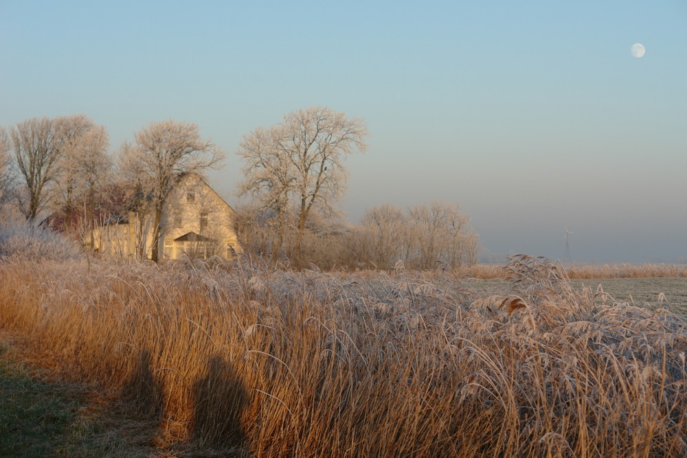 Rauhreif in Ostfriesland