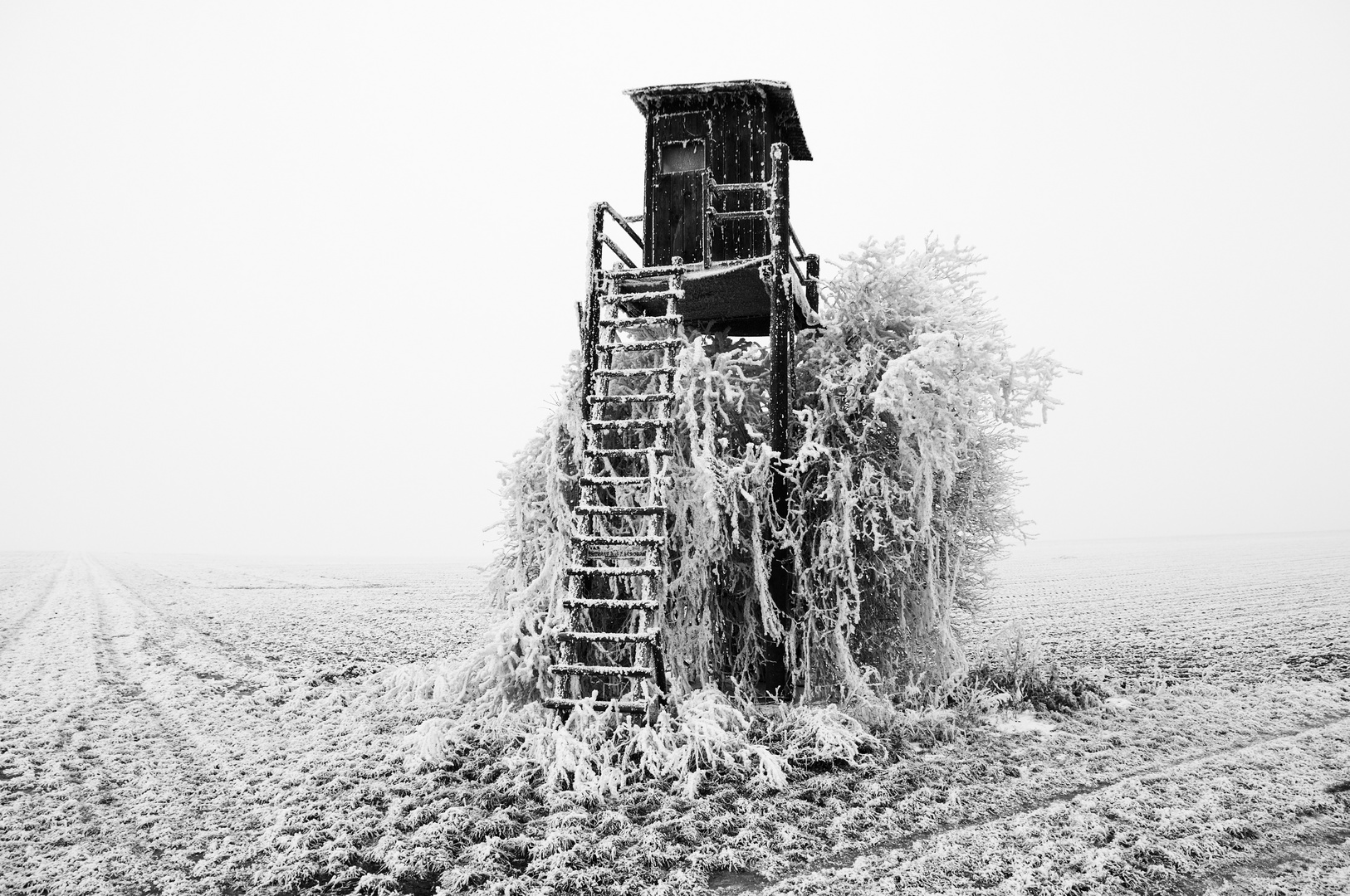 Rauhreif in Rheinhessen 01