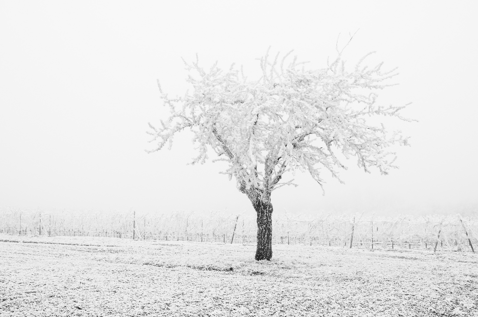 Rauhreif in Rheinhessen 03