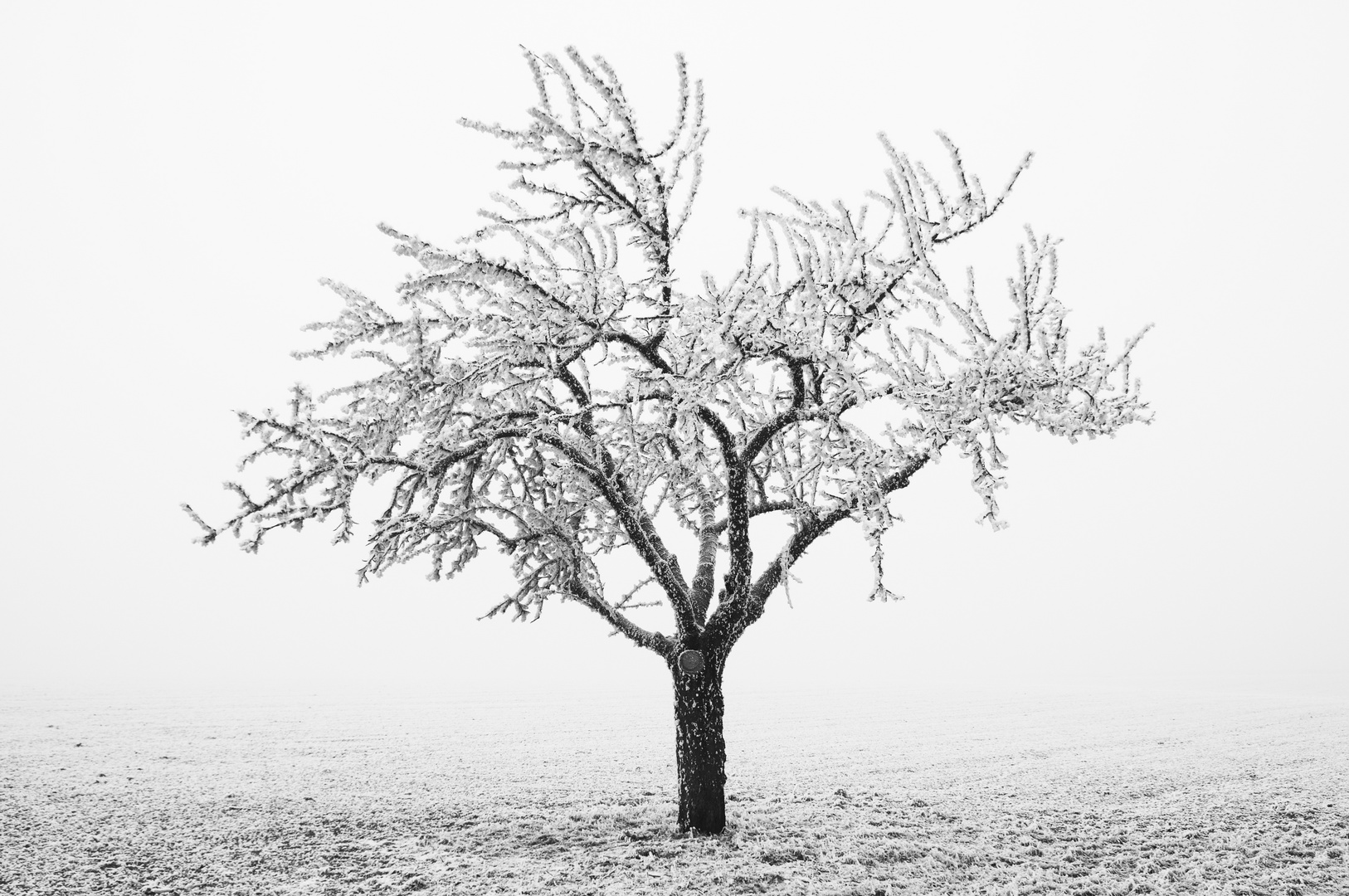 Rauhreif in Rheinhessen 04