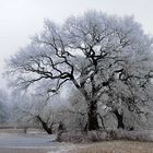 Rauhreif - leider kein blauer Himmel