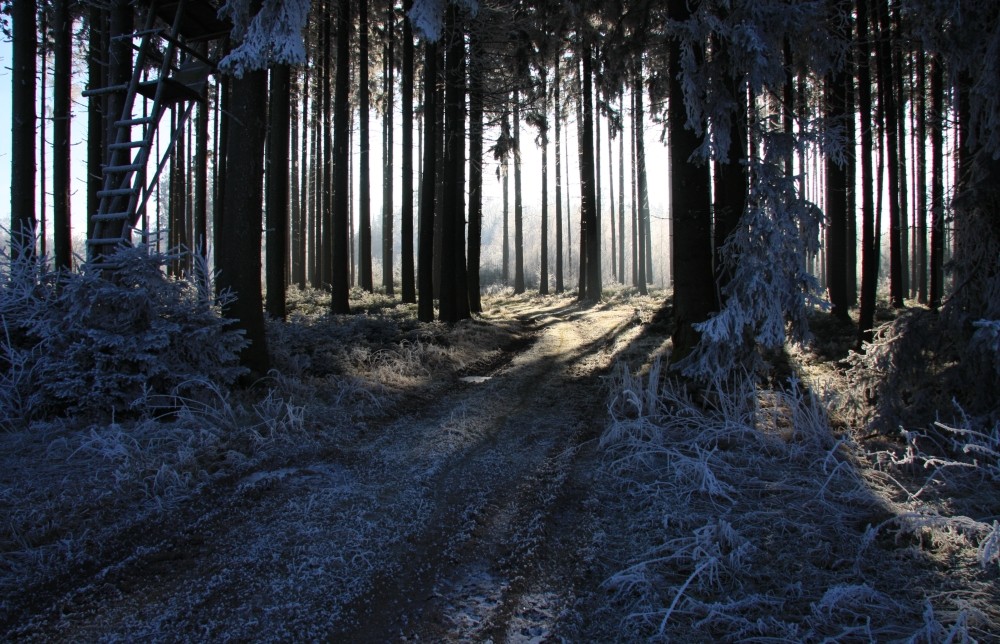 Rauhreif, Licht und Wald