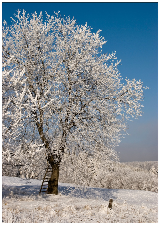 Rauhreif mit Hochstand