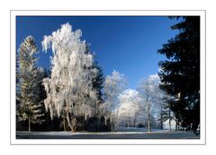 Rauhreif Morgen am Olchinger See