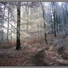 Rauhreif-Walk, Hintertaunus, Neu-Anspach