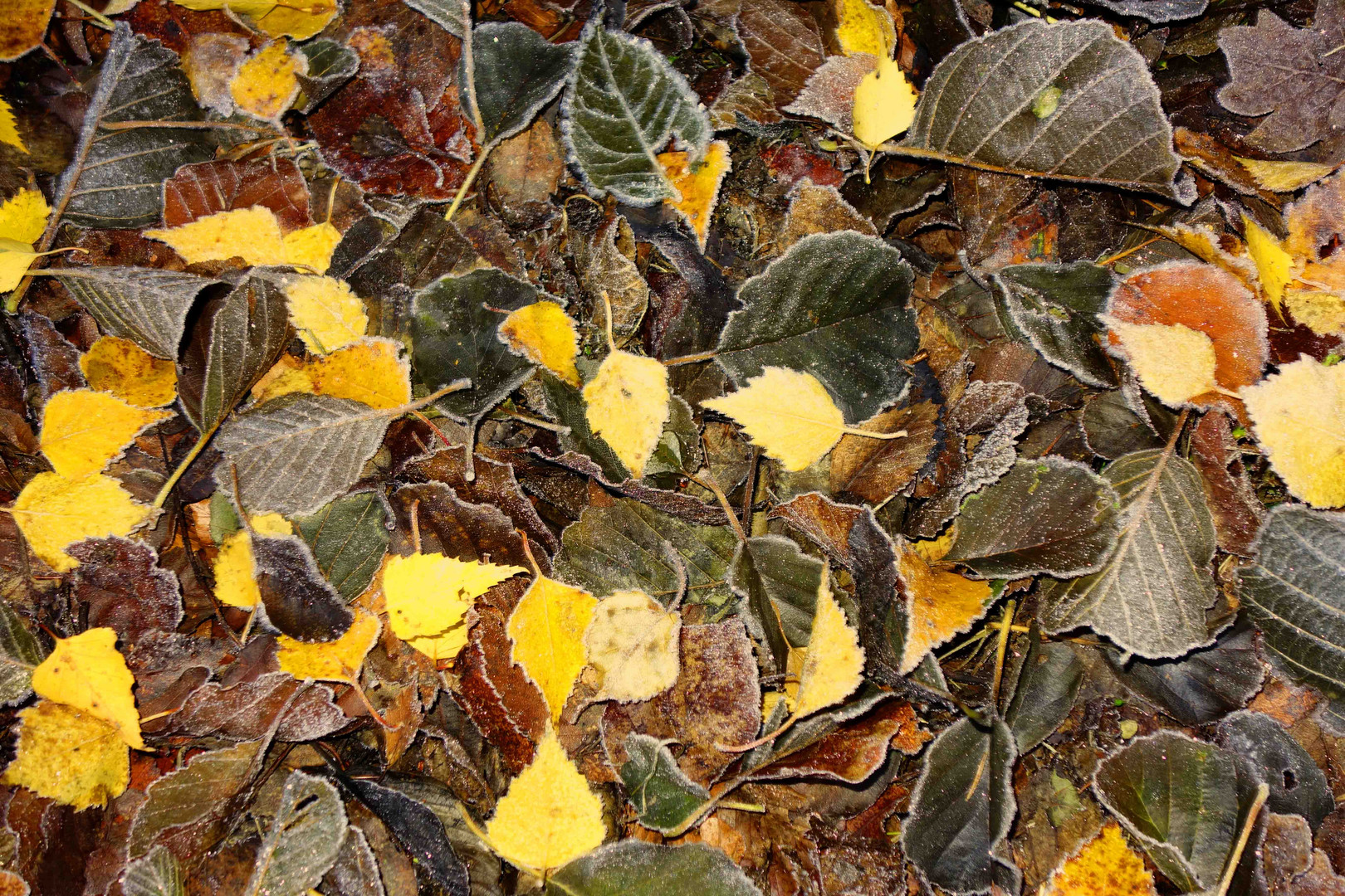 Rauhreifl  nach erstem Novemberfrost auf frisch gefallenem Laub