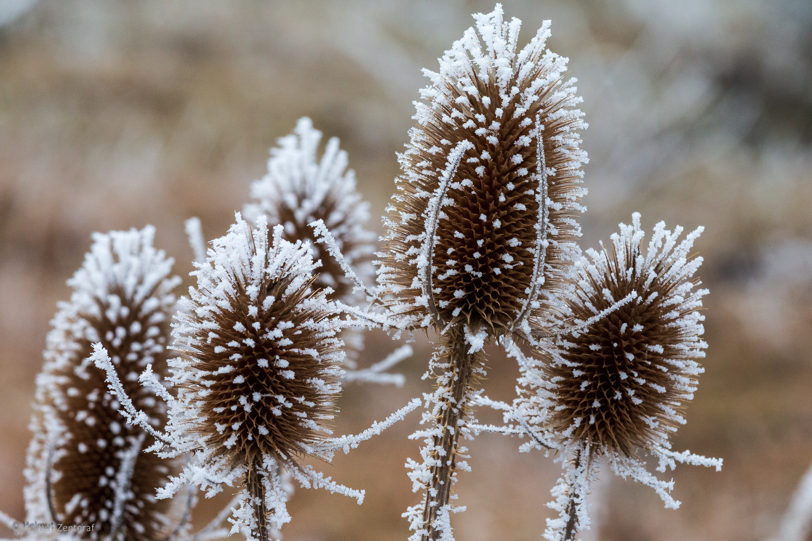 Rauhreifschönheiten - wilde Karden mit Winterschmuck