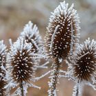 Rauhreifschönheiten - wilde Karden mit Winterschmuck