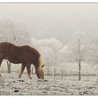 Rauhreifwiese mit Pferd ...