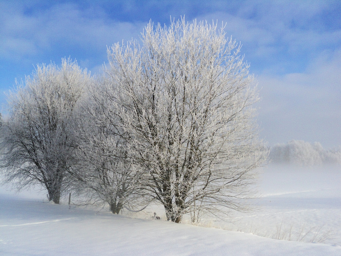 Rauhreifzauber in der Sonne und im Bodennebel