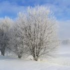 Rauhreifzauber in der Sonne und im Bodennebel