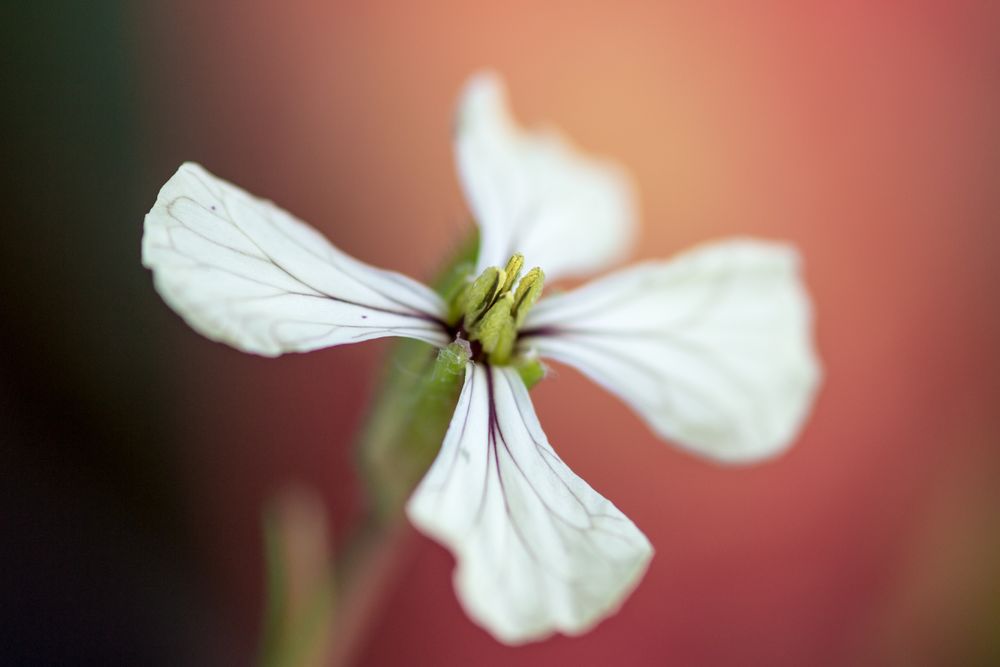 Raukeblüte