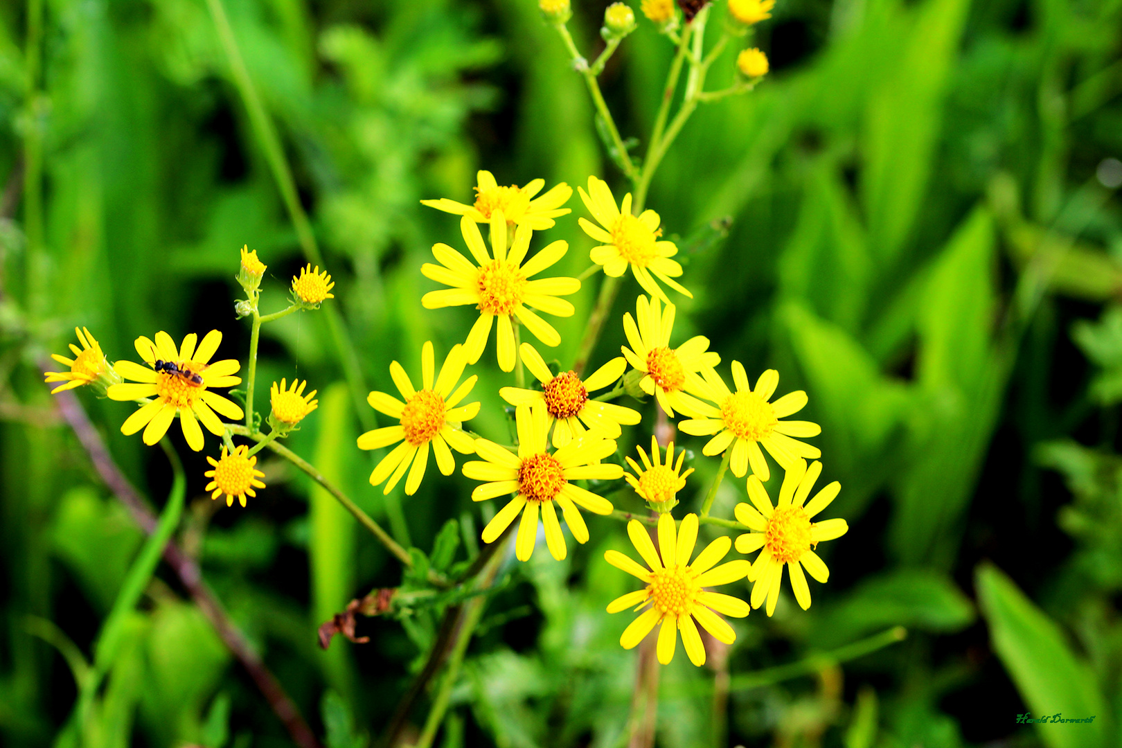 Raukenblättriges Greiskraut (Jacobaea erucifolia)