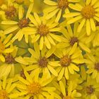 Raukenblättriges Greiskraut (Senecio erucifolius)