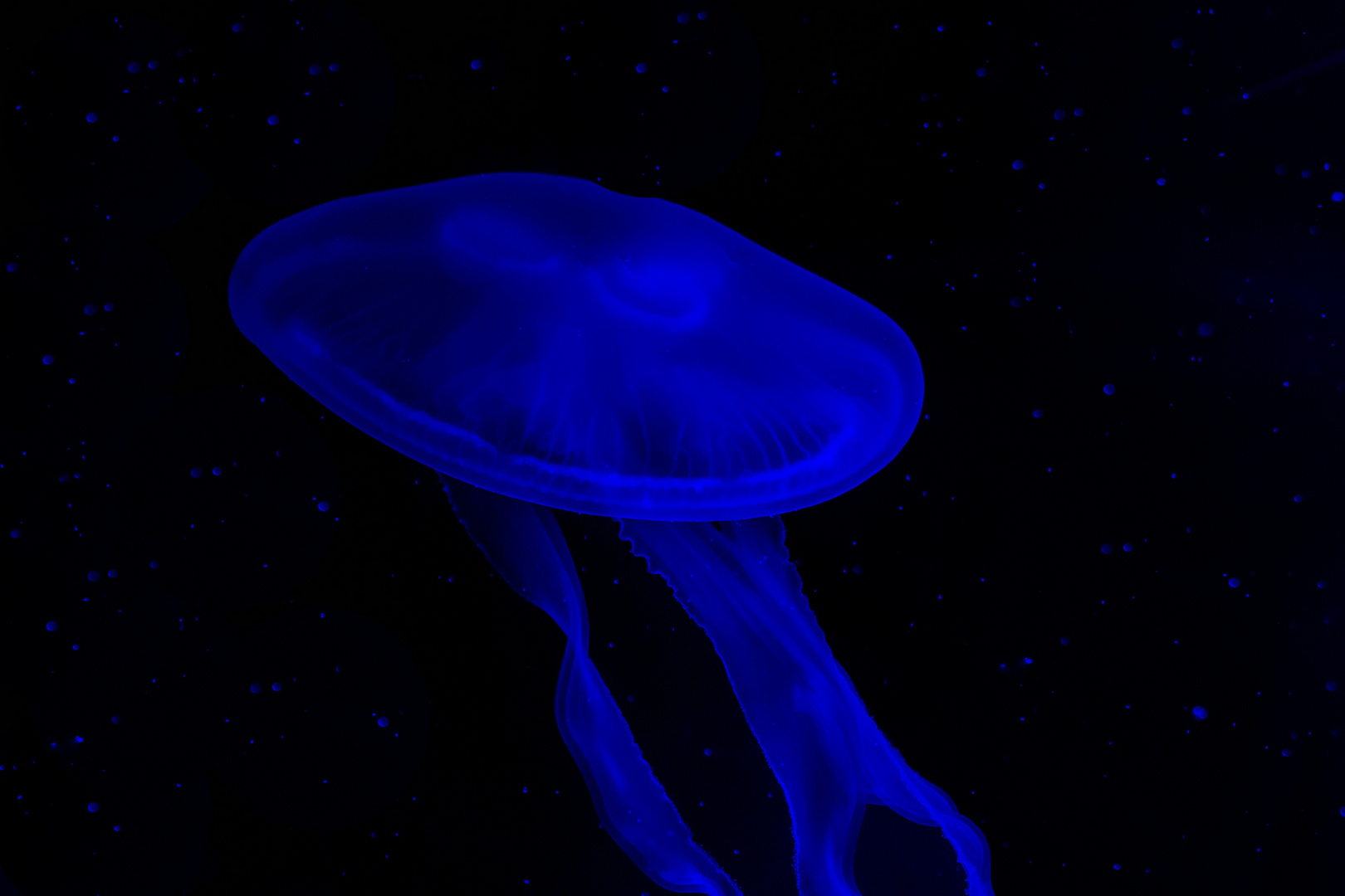 Raumschiff "jellyfish"..........