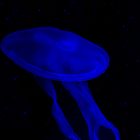Raumschiff "jellyfish"..........