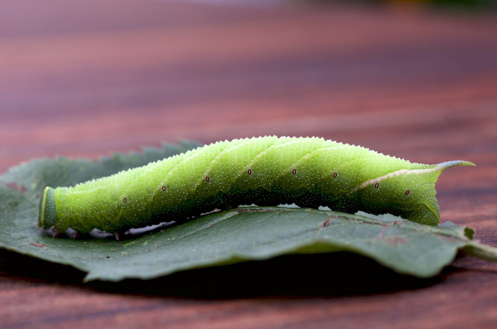 Raupe Abendpfauenauge