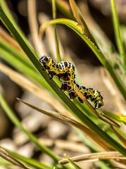 Raupe - aber was wird daraus?