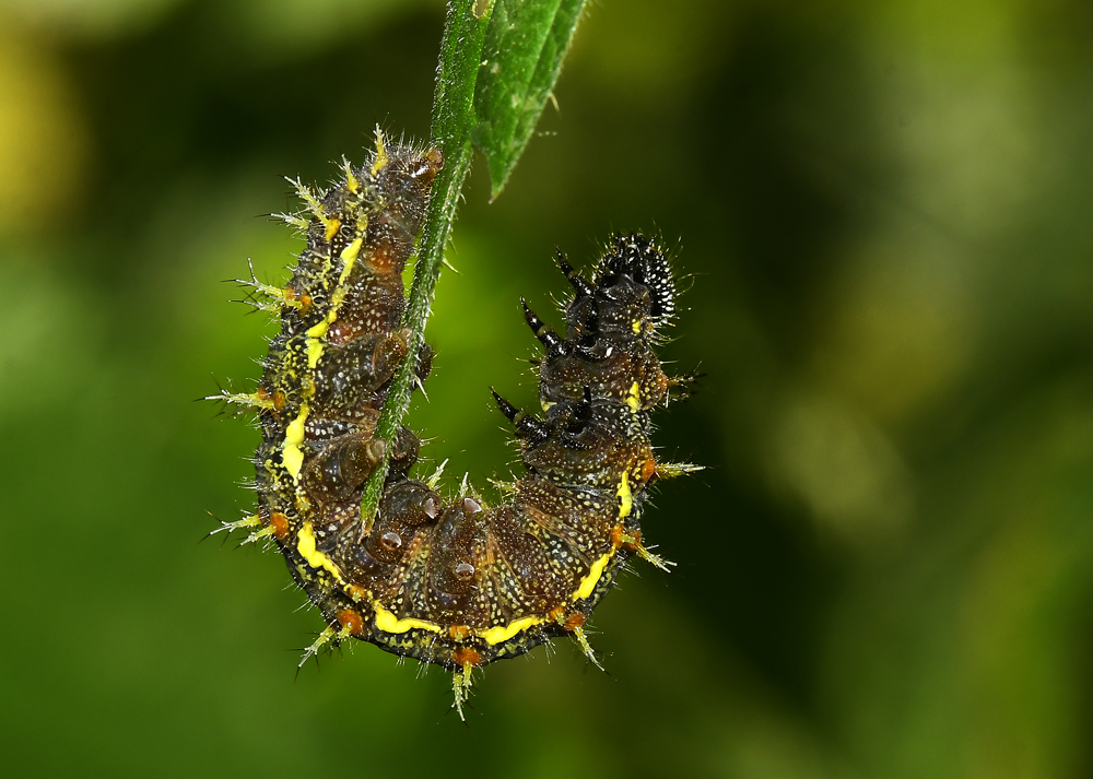 Raupe (Admiral ?) 190701-004